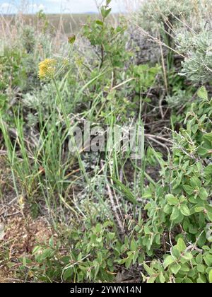 Umbrella Desert-parsley (Lomatium simplex), Plantae, Kittitas County ...