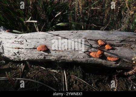 Southern Cinnabar Polypore (Trametes coccinea) Stock Photo