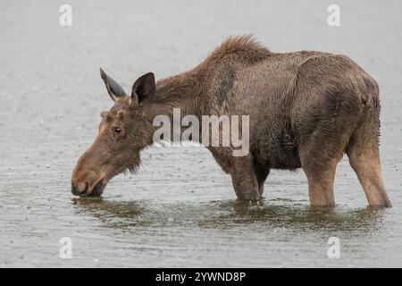 A young bull Moose searches for food on a rainy morning in Maine. Stock Photo
