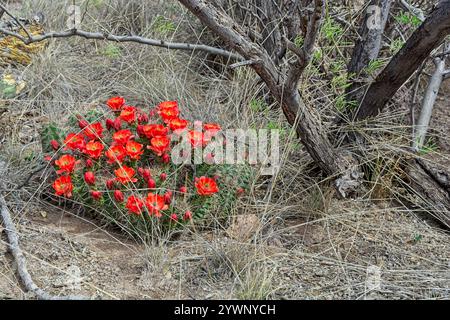 Claret cup cactus in bloom among thicket Stock Photo