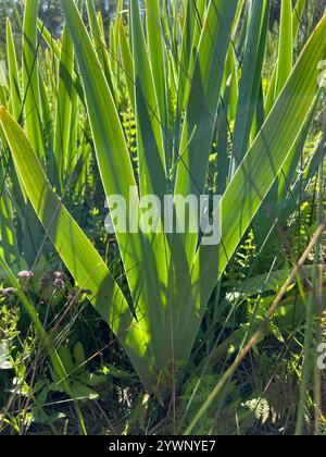 Common Beardless Irises (Limniris Stock Photo - Alamy