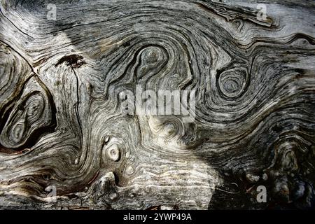 The image features a close-up view of a tree trunk with intricate wood grain patterns that resemble a maze. Stock Photo