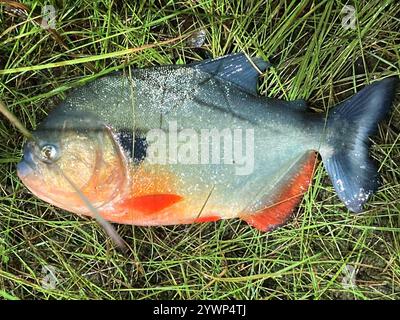 Black Spot Piranha (Pygocentrus cariba) Stock Photo