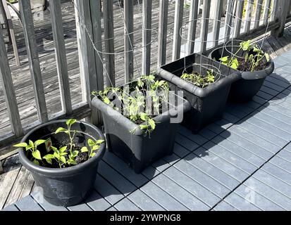 A row of bell pepper, pea, cherry tomato, and bean seedlings planted in black pots soaking up the springtime sun as they grow. Stock Photo
