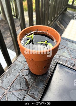 Bell pepper seedlings in an orange clay pot have been overwatered by the spring rain, and now being damaged by standing water, before being transplant Stock Photo