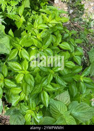 Canada clearweed (Pilea pumila) Stock Photo