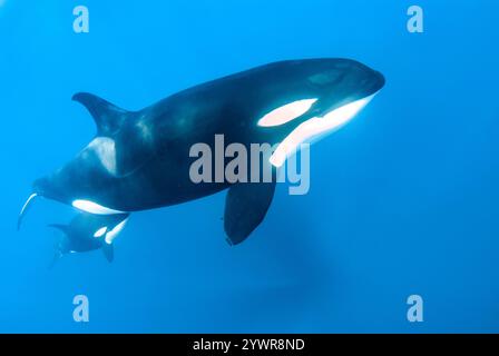 killer whale, Orcinus orca, mother and calf, Baja California, Mexico, Gulf of California, Sea Of Cortez, Pacific Ocean Stock Photo