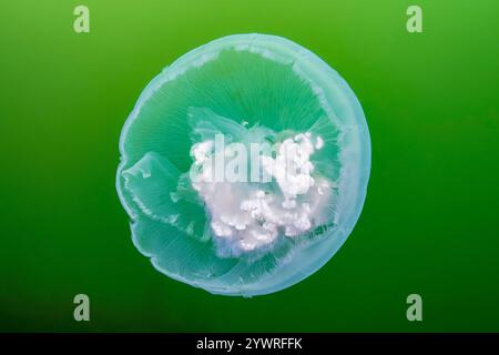 moon jelly, Aurelia labiata, Sechelt Inlets Marine Park, Egmont, British Columbia, Canada, Pacific Ocean Stock Photo