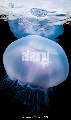 moon jellyfish, Aurelia labiata, Browning Pass, British Columbia, Canada, Pacific Ocean Stock Photo