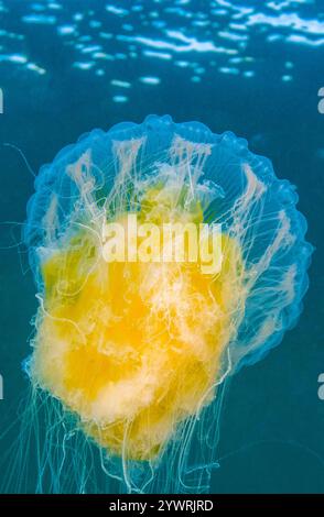 fried egg jelly, Phacellophora camtschatica, aka egg-yolk jellyfish, Browning Pass, British Columbia, Canada, Pacific Ocean Stock Photo