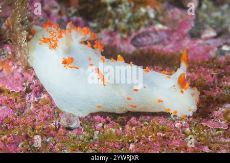 Coralline encased filament worm Dodecaceria concharum, Discovery ...
