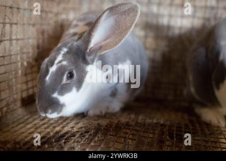 A grey and white standard rex rabbit in a cage. Stock Photo