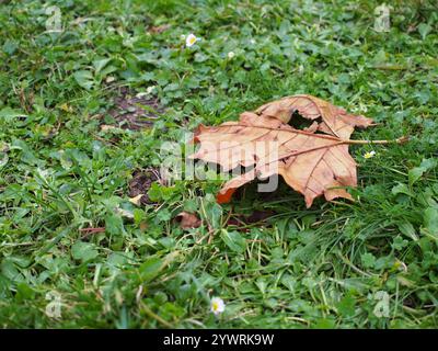 A single dead leaf on the ground in Bonn, Germany Stock Photo