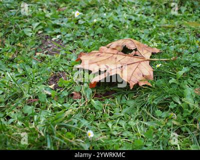 A single dead leaf on the ground in Bonn, Germany Stock Photo