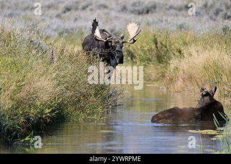 Moose in Grand Teton Creek Stock Photo