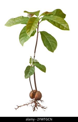 avocado tree plant grow from seed or seedling, whole plant with fresh leaves, seed and roots, sprouted seed isolated white background Stock Photo