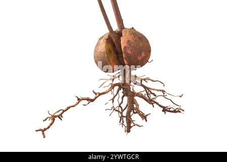close-up of avocado tree plant grow from seed or seedling, sprouted seed with roots isolated white background Stock Photo