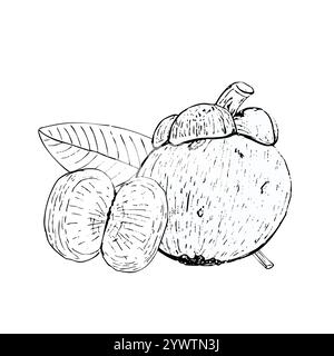 Mangosteen whole and slices, a leaf black and white vector composition isolated on white background. Hand drawn black and white art for food design Stock Vector