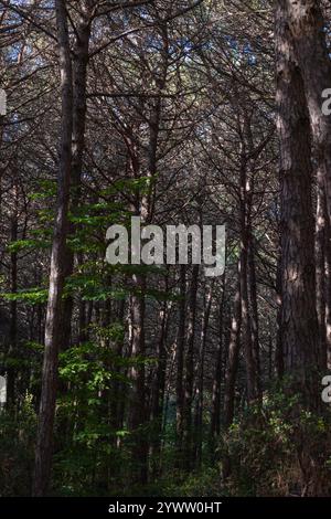 Moody pine forest view at daytime. Lush pine forest vertical photo. Stock Photo