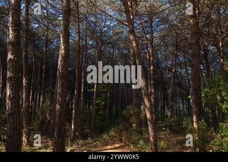 Pine forest view at sunset. Moody pine forest view from inside. Stock Photo