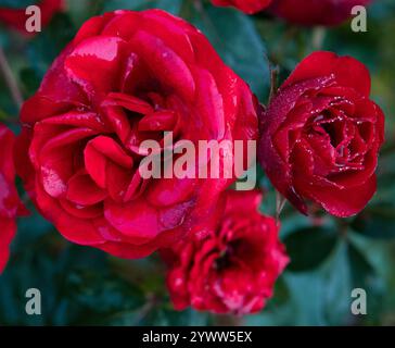 Red roses close-up Stock Photo