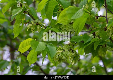 Close-up shot of the samara samarae of the Wych or Scots elm Ulmus glabra on the branches among green leaves in early spring. Stock Photo