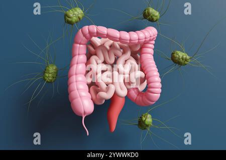 Green microorganisms surrounding large and small intestine on dark blue background. Concept of gut microbiota, microbiome and probiotics Stock Photo