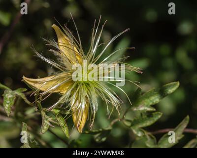 Closeup view of yellow flower turning into seedhead of clematis orientalis and foliage isolated outdoors on dark natural background Stock Photo