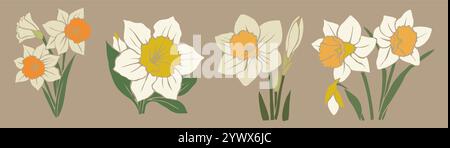 Set of Narcissus, December birth month flowers. Stock Vector