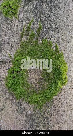 Circle of moss growing on a beech tree in winter Stock Photo