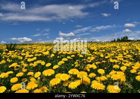 A dandelion field in bloom, Québec, Canada Stock Photo