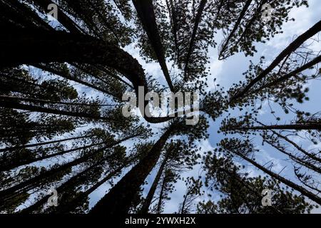 Upward View of Tall Pine Trees Against a Clear Blue Sky Stock Photo