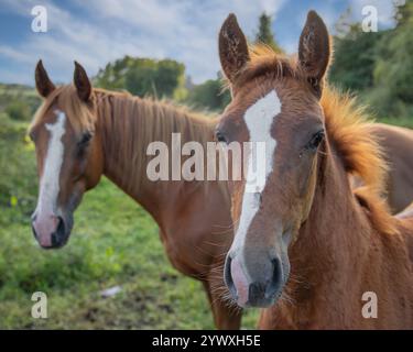 Two beautiful horses standing in the field in summer Stock Photo - Alamy