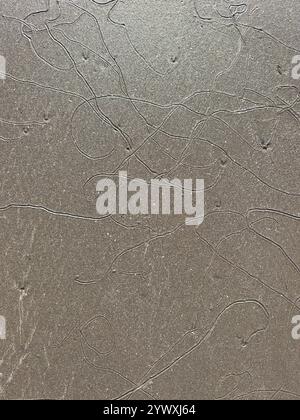 Intricate display of flowing lines and patterns on smooth gray surface, showcasing unique texture and design. Stock Photo