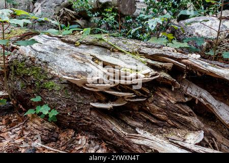 Bracket fungus growing on the decaying remains of a fallen tree, London, UK Stock Photo