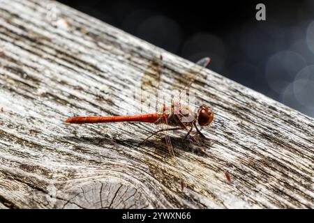 Close-up of an immature male common darter dragonfly (Sympetrum striolatum) resting on a wooden fence by a pond, London, UK Stock Photo