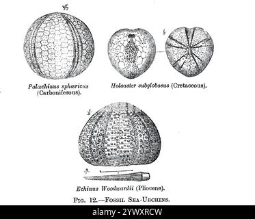 from ' The open book of nature : an introduction to nature study ' by Charles Albert Hall, Publication date 1911 Publisher London : Adam and Charles Black Stock Photo