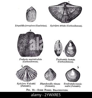 Some Fossil Brachiopods from ' The open book of nature : an introduction to nature study ' by Charles Albert Hall, Publication date 1911 Publisher London : Adam and Charles Black Stock Photo