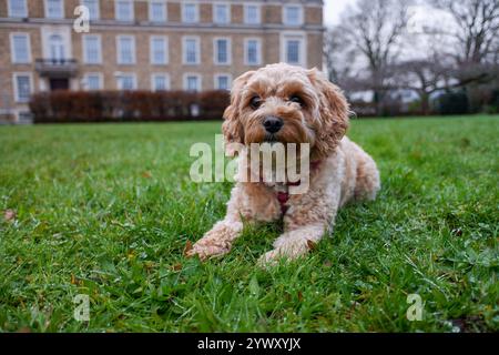 Cambridge, UK - 11 Dec 2025 - An adorable small Cavapoo dog or puppy sitting in a park outdoors Stock Photo