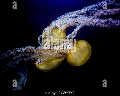 A vivid underwater shot of Pacific Sea Nettles (Chrysaora fuscescens) with flowing tentacles and intricate details, set against a dark blue background. Stock Photo