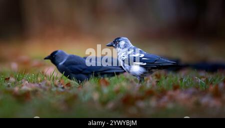 Jackdaw Corvus monedula walks through the grass looking for food, the best photo. Stock Photo