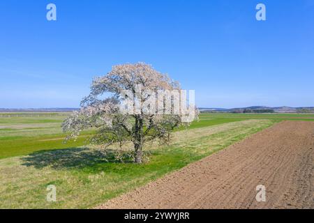 Wild cherry / sweet cherry / gean (Prunus avium / Cerasus avium)  solitary fruit tree flowering in field in spring, Mecklenburg-Vorpommern, Germany Stock Photo