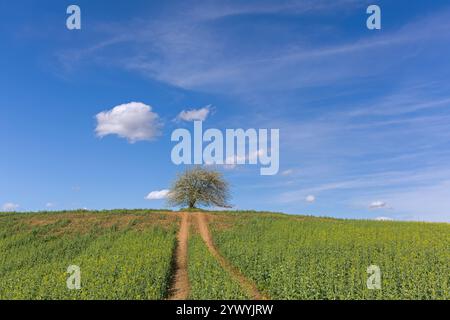Wild cherry / sweet cherry / gean (Prunus avium / Cerasus avium)  solitary fruit tree flowering in field in spring Stock Photo