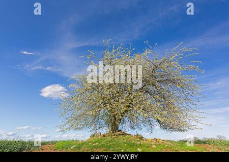 Wild cherry / sweet cherry / gean (Prunus avium / Cerasus avium)  solitary fruit tree flowering in field in spring Stock Photo