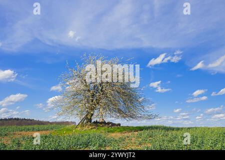 Wild cherry / sweet cherry / gean (Prunus avium / Cerasus avium)  solitary fruit tree flowering in field in spring Stock Photo
