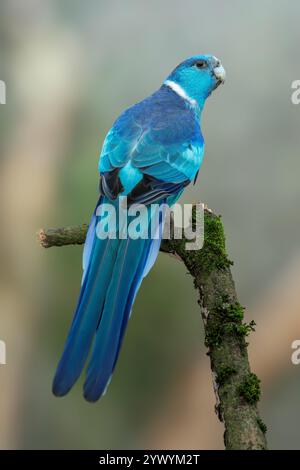 mallee ringneck blue mutation, Barnardius zonarius barnardi Stock Photo