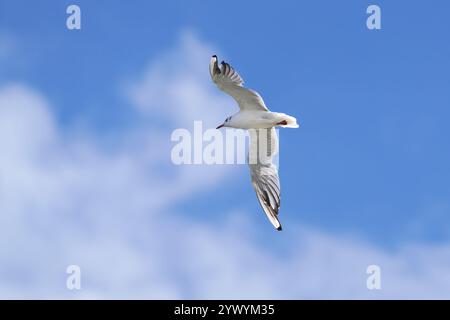 Black-headed gull (Chroicocephalus ridibundus) from below in flight with spreading wings Stock Photo