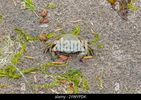 European green crab, Carcinus maenas, with see weed, Ulva intestinalis, and other wracks (seeweed) on the beach, Cape Scott Provincial Park, San Josep Stock Photo