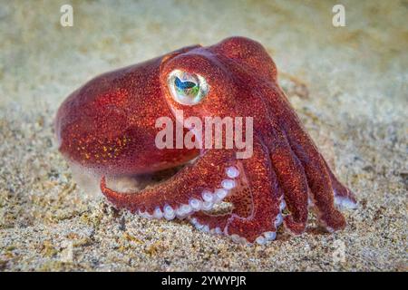 stubby squid, Rossia pacifica, a bobtail squid, Alki Junkyard, Puget Sound, Salish Sea, Seattle, Washington, USA, Pacific Ocean Stock Photo