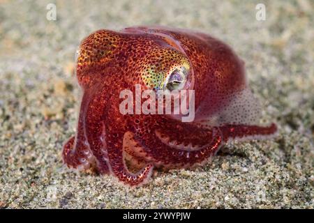 stubby squid, Rossia pacifica, a bobtail squid, Alki Junkyard, Puget Sound, Salish Sea, Seattle, Washington, USA, Pacific Ocean Stock Photo